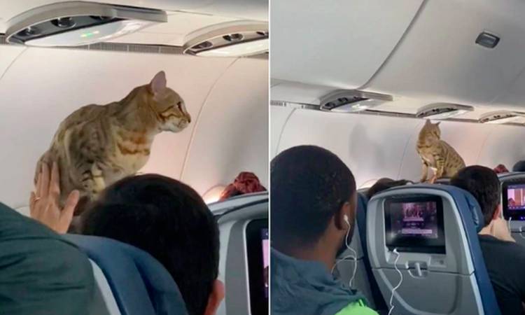 Gato causó revuelo en un avión al terminar deambulando por todos lados