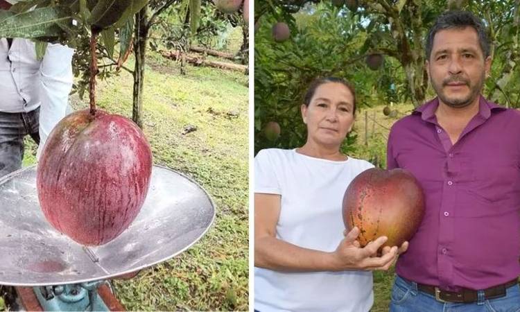 Campesinos lograron un nuevo Récord Guinness para Colombia, el mango más grande del mundo