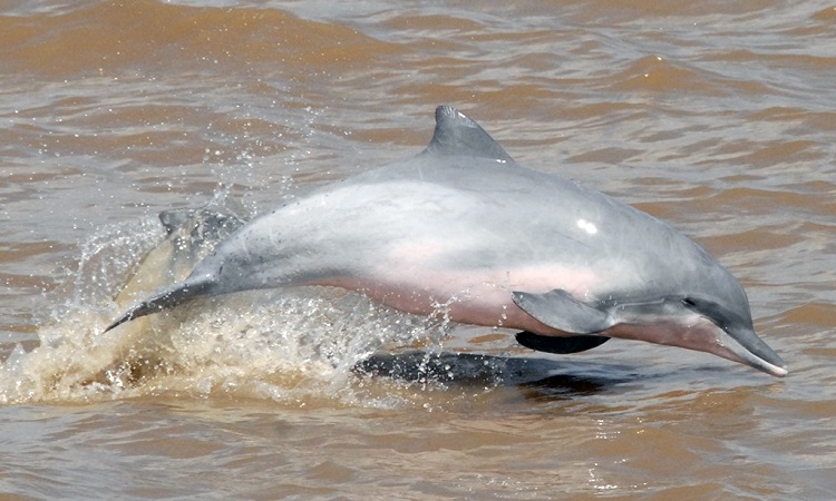 El proyecto que busca proteger a los delfines del río Amazonas