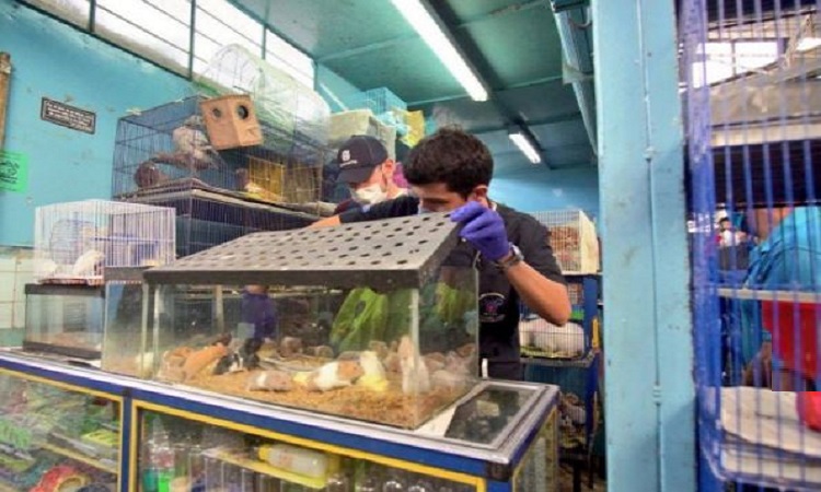 Bogotá prohíbe la venta de animales vivos en las plazas de mercado