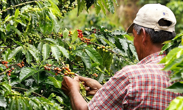 Caficultor invidente produce uno de los mejores granos de café del país