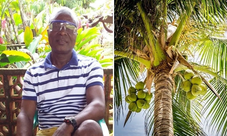 Los cultivos de coco renacen en Chocó gracias al esfuerzo de agricultor colombiano