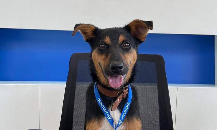 Promover la adopción, la iniciativa que inicio Hyundai con un cachorro en Colombia