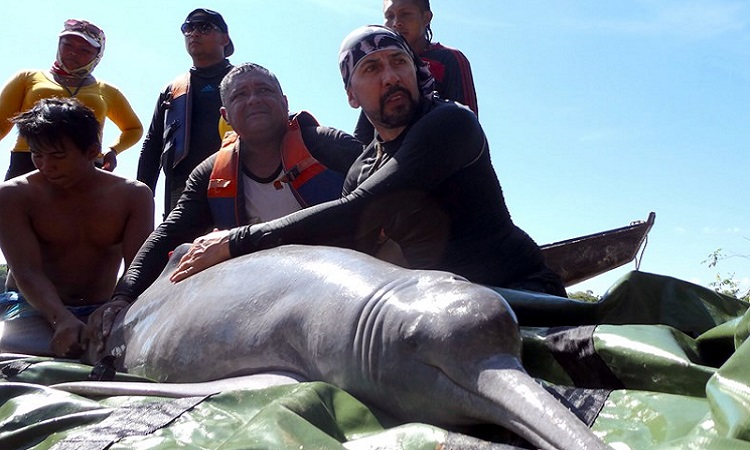 La travesía por el Amazonas que logró identificar 900 delfines rosados