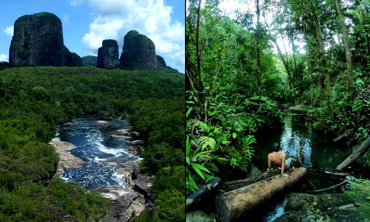 Colombia es protagonista en el Día Internacional de los Bosques, ¡felicidades!