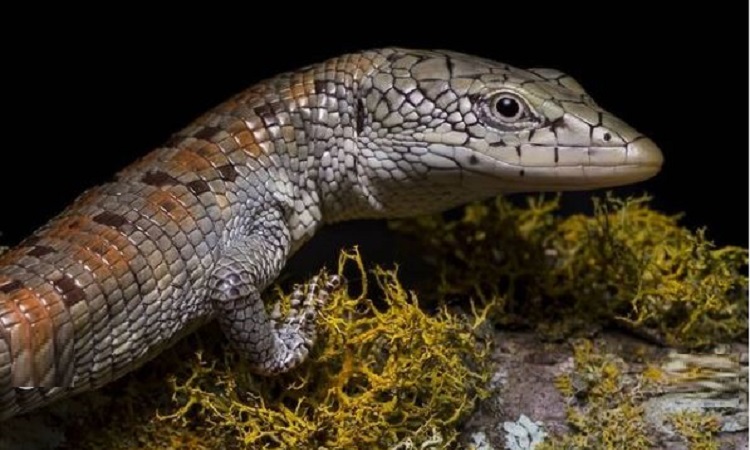Tras 17 años avistan en Santander una lagartija única en el mundo que se creía extinta