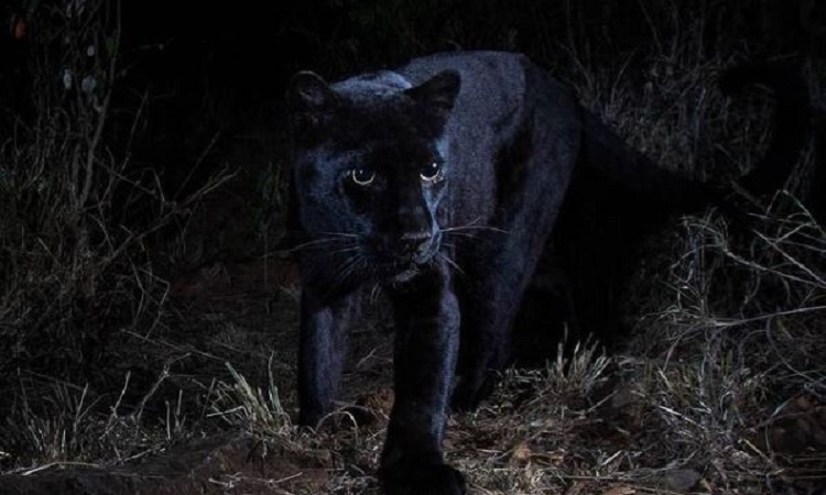 Un leopardo negro extremadamente raro, fue fotografiado por primera vez en 112 años