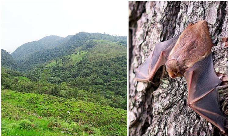 Descubren tres nuevas especies de murciélago en el país