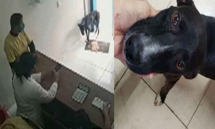 Perro acudió solo a una veterinaria para que lo ayudaran