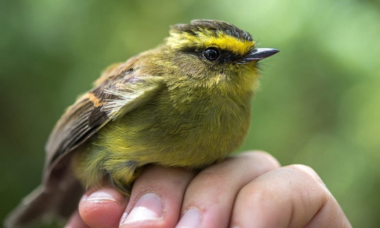 Colombia tiene un nuevo récord mundial: el país con más especies de aves en el mundo