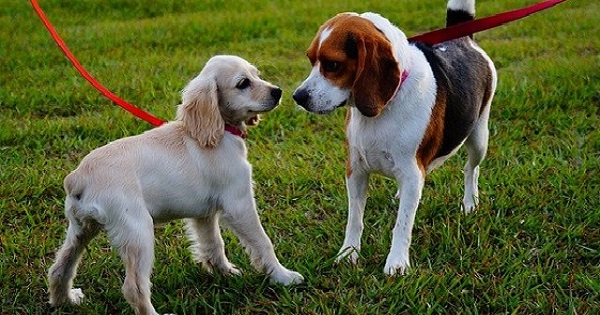 Buscan proteger la vida de los animales, regular criaderos y paseadores de perros