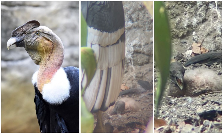 Nació polluelo de cóndor Los Andes en Cartagena y revive la esperanza de esta especie