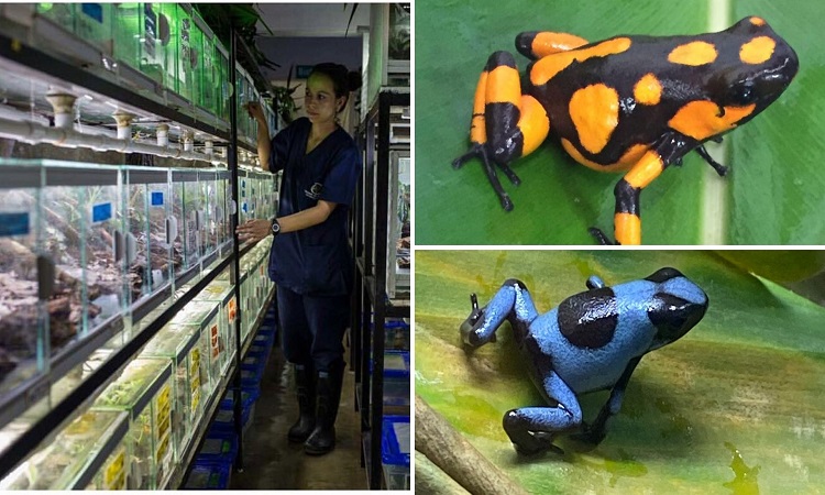 Biólogo preserva las ranas más exóticas y lucha contra el tráfico de especies silvestres