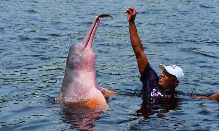 Se realizó la Expedición Guaviare 2021 para proteger y conservar al delfín rosado