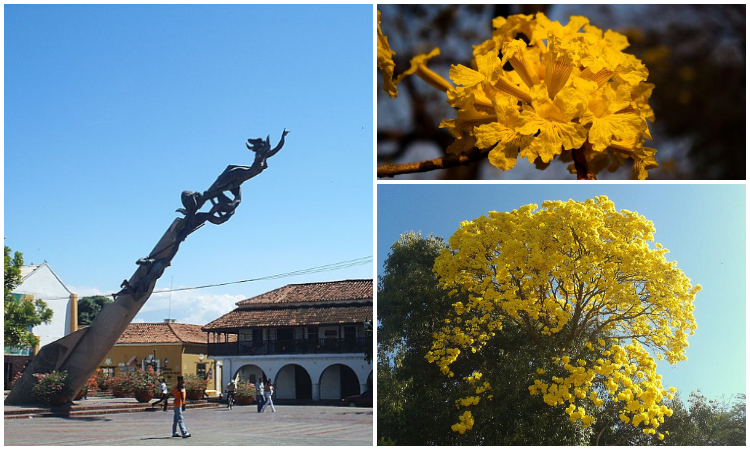 El evento natural que viste de amarillo las calles de Valledupar, ¡maravillosas imágenes!