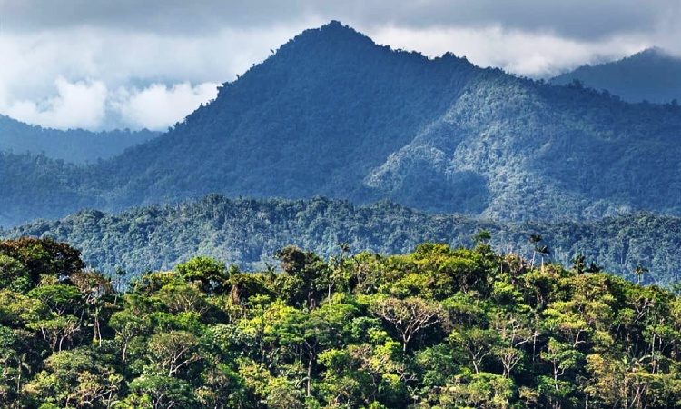 Bosques Andinos aportarían más a la reducción del cambio climático que la Amazonía