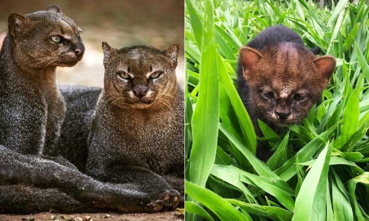Rescatan a un felino yaguarudí, ¡una especie milenaria en Colombia!