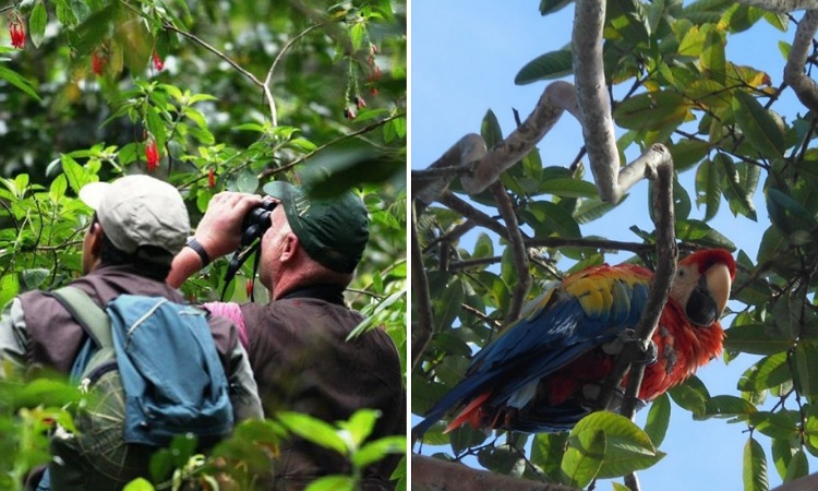Colombia es campeón mundial en diversidad de aves ¡Este patrimonio natural está en un libro!