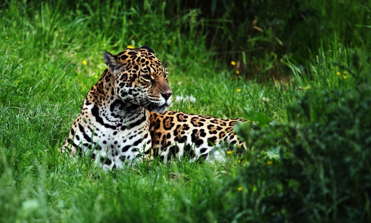 Un jaguar es visto por primera vez en el suroriente de Boyacá