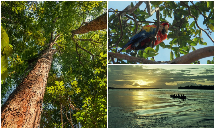 En el Amazonas colombiano se sembrarán 1.500 árboles por el Día Mundial del  Medio Ambiente - La Nota Positiva