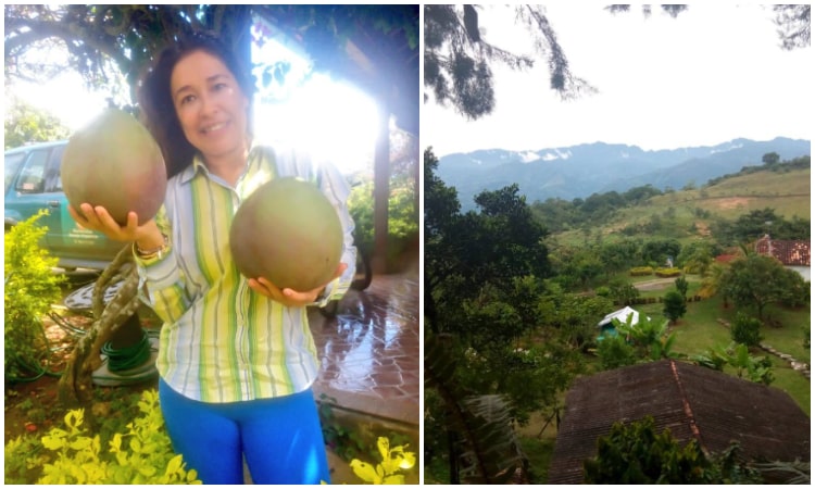 En Santander se cosechan mangos orgánicos gigantes que pesan hasta 6 kilos
