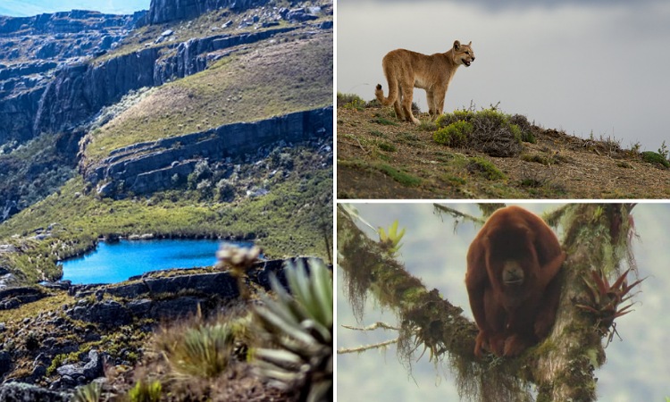 Pumas y un mono aullador fueron avistados por primera vez en el Parque Nacional de Pisba