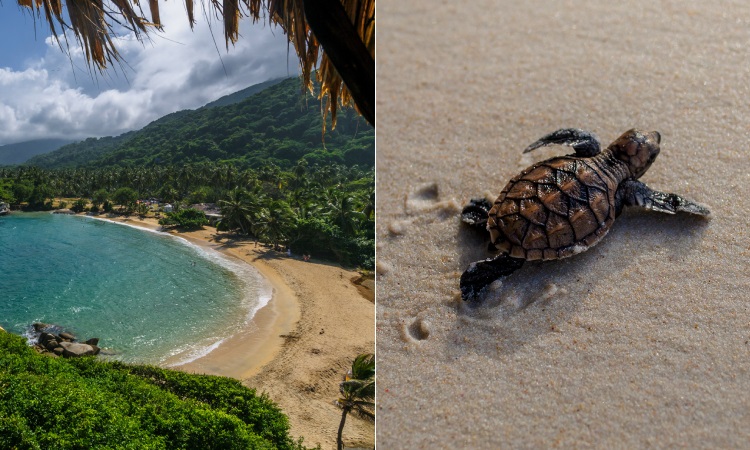 En un paraíso colombiano nacieron 116 tortugas carey, ¡la vida se abre camino!