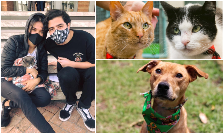 ¡Récord positivo! Bogotá tiene más de 5.000 solicitudes virtuales de adopción de mascotas