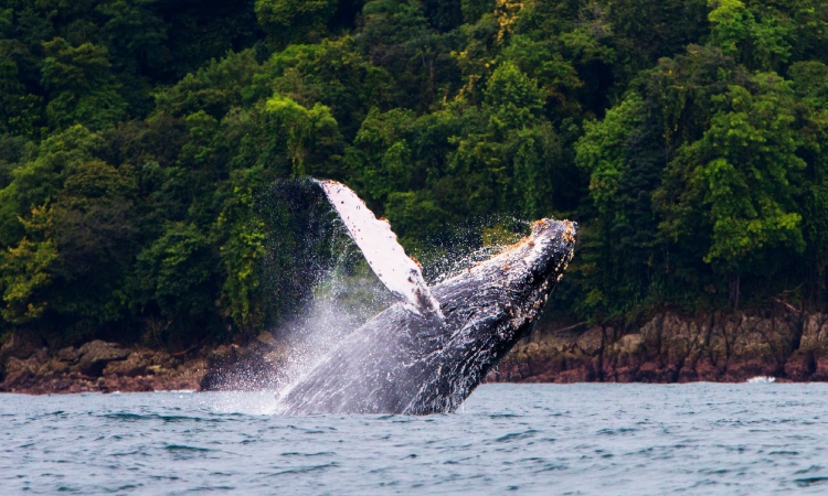 Cuatro departamentos colombianos están siendo visitados por ballenas, ¡recíbelas!