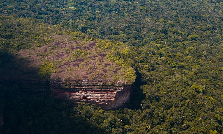 La millonaria donación para luchar contra la deforestación del Amazonas en Colombia