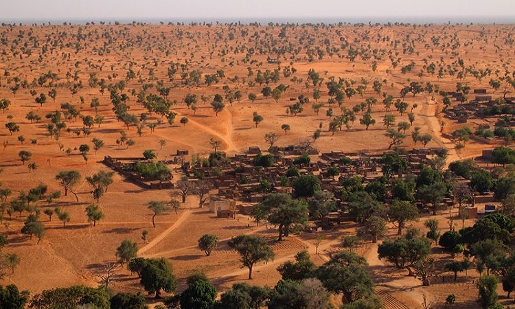 Estudio revela que hay cientos de millones de árboles en el desierto del Sahara