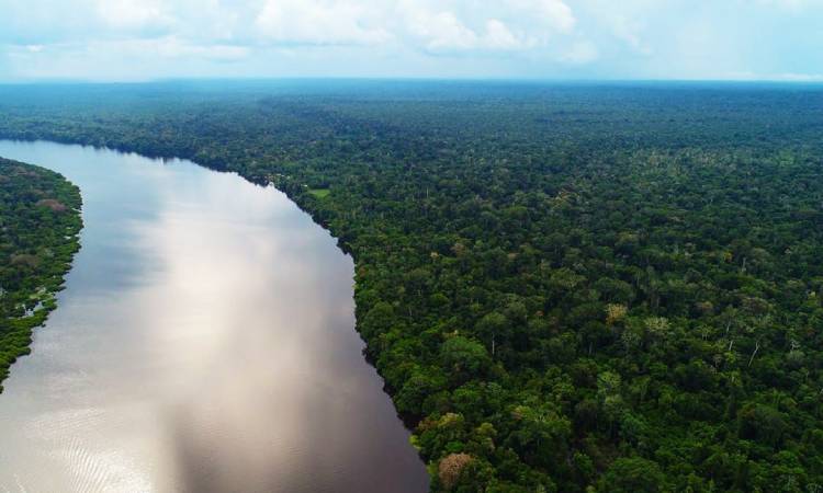 Noruega hace millonaria donación para combatir deforestación en la Amazonía colombiana