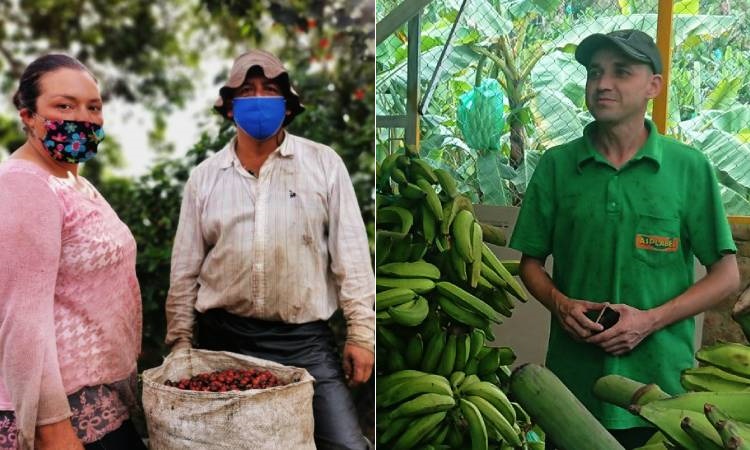 Plátano a Europa y café a Asia, con estas exportaciones Belén de Umbría se toma el mundo