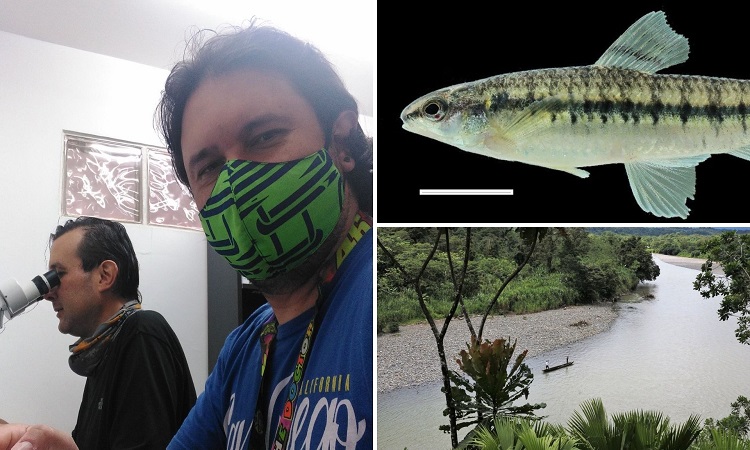 Investigadores descubren dos nuevas especies de peces en el Chocó