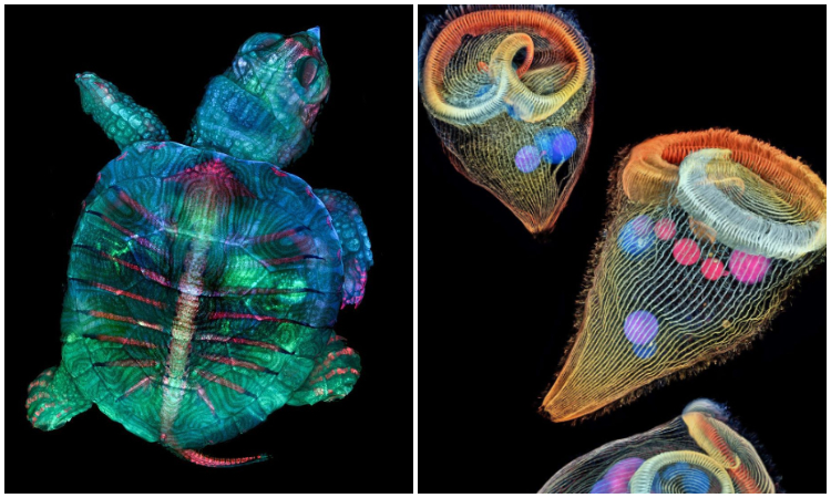 Una tortuga fluorescente y más imágenes de vida microscópica, dejó el premio Nikon Small World 2019