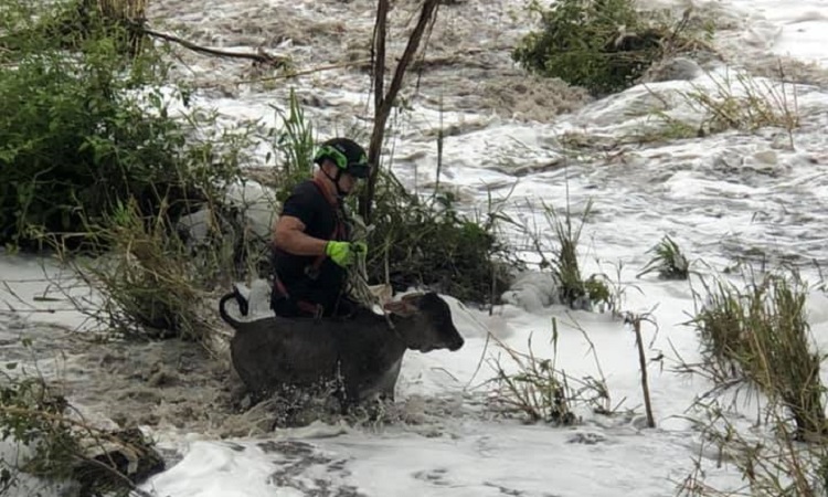 Bomberos rescatan animales atrapados en creciente de río Bogotá ¡Héroes!