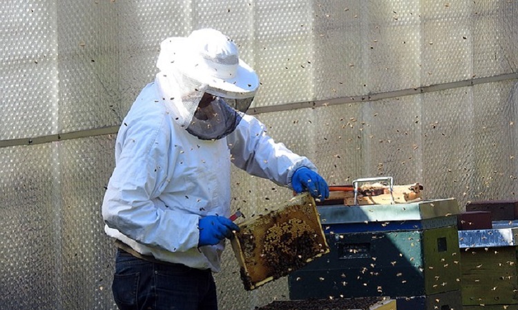 Municipio declaró a las abejas como insecto de interés ecológico, social y económico