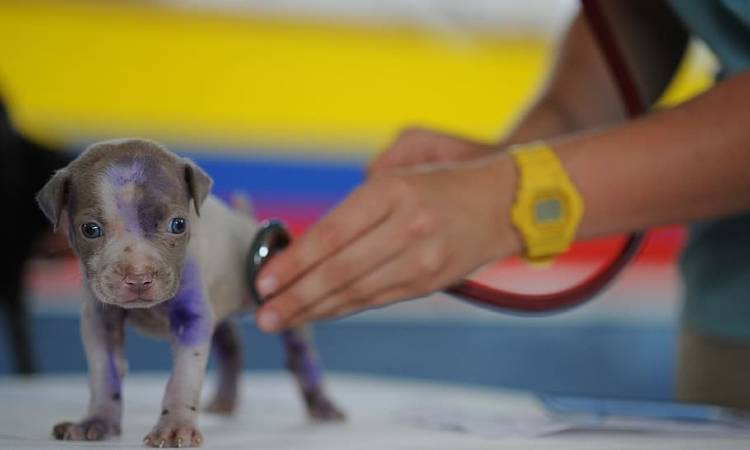 Buscan crear un “Sisbén” para mascotas que sean de hogares de escasos recursos