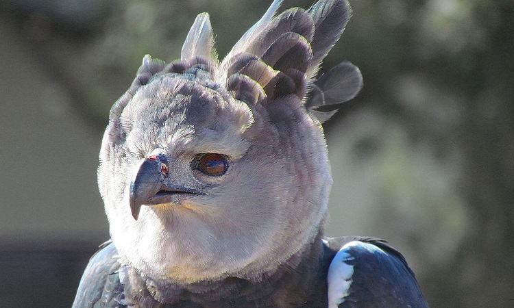 El águila arpía es una de las aves más grande de Colombia ¡Así la salvan  para evitar su extinción! - La Nota Positiva