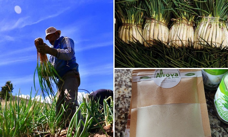 Reinventarse: campesinos de Santurbán cultivan y venden cebolla en polvo