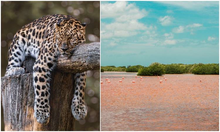 El jaguar regresó a La Guajira luego de 50 años gracias a este proyecto