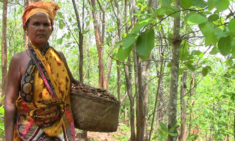 Por cada niña que nace, mujeres de un pueblo plantan 111 árboles