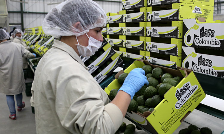 Colombia incrementó las exportaciones de aguacate hass buscando llegar a más continentes