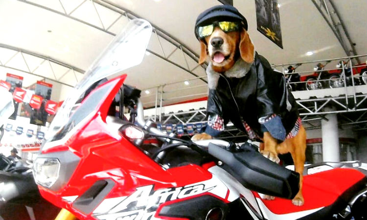 El perro con pasaporte colombiano que se pasea por Sudamérica en moto