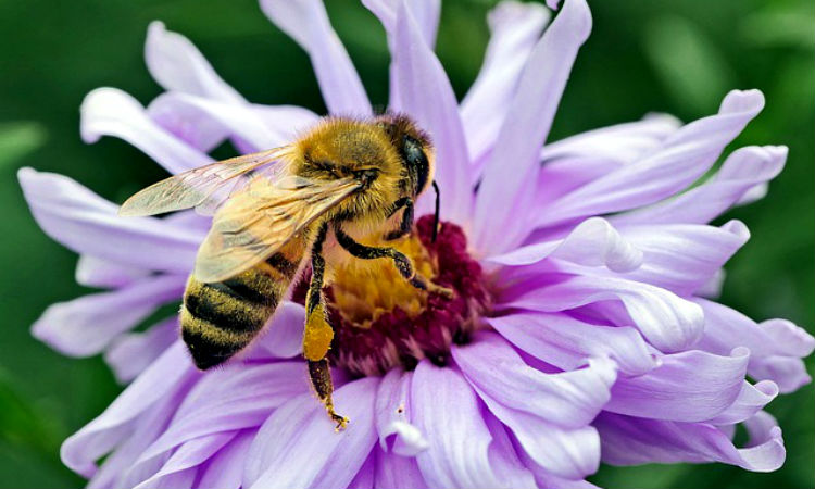 Bogotá se convierte en ejemplo por proyectos para la conservación de las abejas