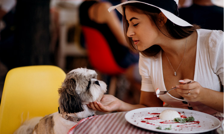 Proyecto de ley busca el ingreso de animales a restaurantes ¿Estás de acuerdo?