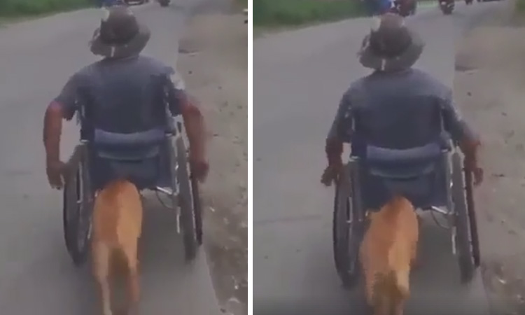 Perro empuja la silla de ruedas de su dueño y enternece las redes sociales