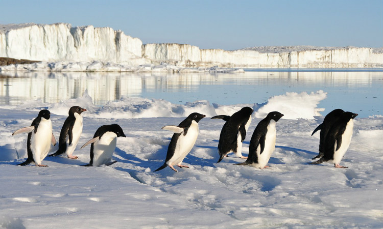 Así puedes apadrinar un pingüino y al mismo tiempo apoyar la lucha contra el cáncer