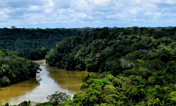 Estas son las mejores alternativas para reforestar a Colombia y recuperar muchos de los recursos naturales