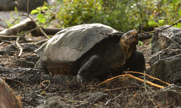 Encuentran una tortuga gigante que se consideraba extinta hace más de un siglo